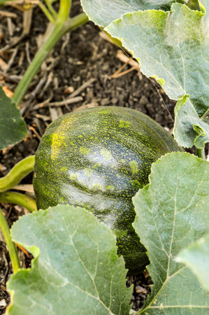 green pumpkin tree in gardenの写真素材