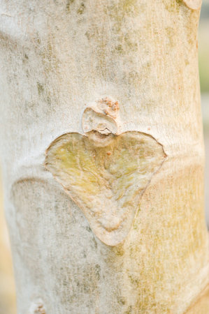 abstract papaya bark textureの写真素材