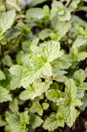 mint tree in garden (Metha cordifolia Opiz.)
