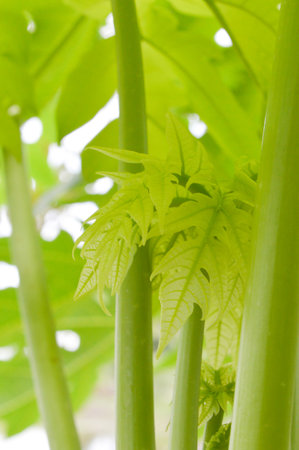 young papaya leavesの写真素材