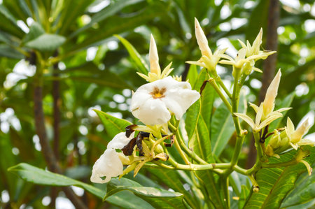 Cerbera odollam flower in gardenの写真素材