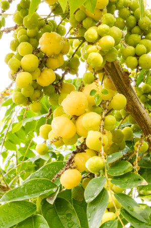 star gooseberry in gardenの写真素材