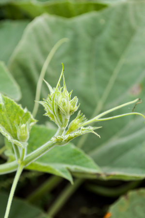green ivy in gardenの写真素材
