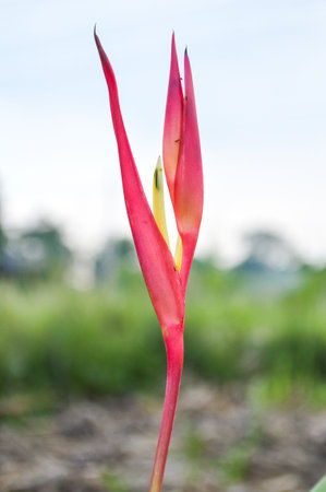 red Heliconia flower in gardenの写真素材