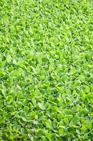 green duckweed in water
