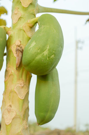 papaya tree in gardenの写真素材