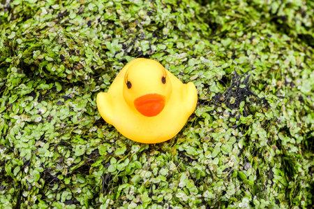 yellow plastic duck doll on green duckweedの写真素材