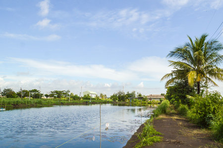 fish pond in country Thailandの写真素材