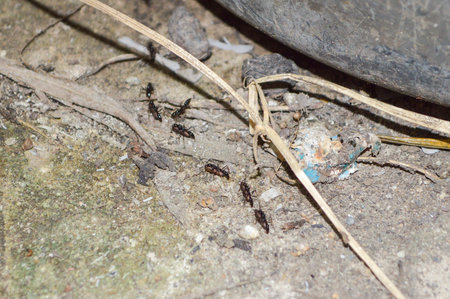 ant and egg on the ground