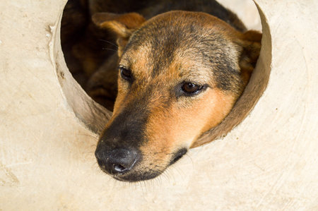 dog sadの写真素材