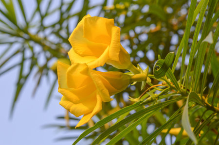 Yellow oleander flower in garden