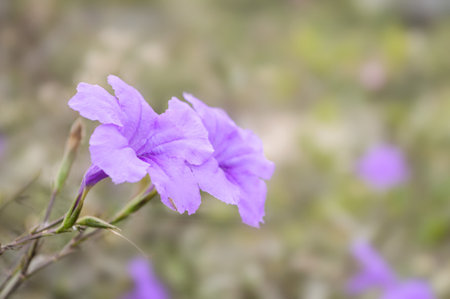 purple ruellias flower in garden (Ruellia tuberosa Linn. )