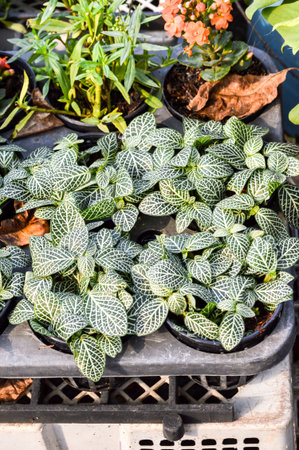 green Nerve plant in gardenの写真素材