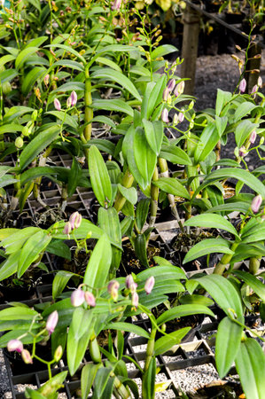 orchid tree in gardenの写真素材