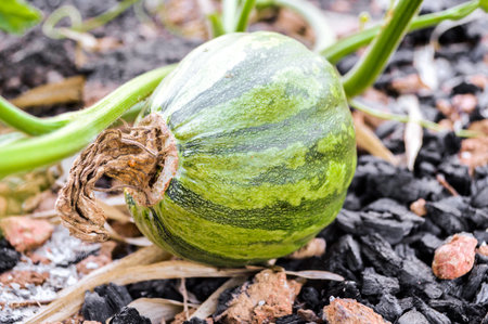 green pumpkin tree in gardenの写真素材