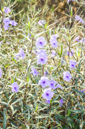 purple ruellias flower in garden (Ruellia tuberosa Linn. )の写真素材