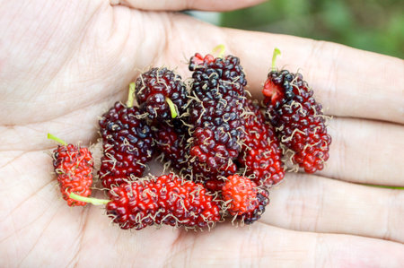 mulberry on male handの写真素材