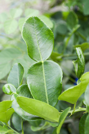 green Kaffir lime in garden (Citrus x hystrix)の写真素材