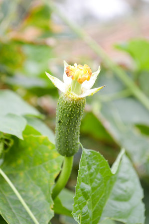 Sponge Gourd flower in garden (Luffa cylindrica)