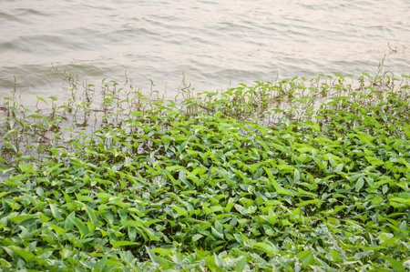 morning glory in fish pond country Thailandの写真素材