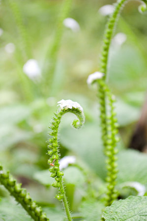Alacransillo flower grass in garden (Heliotropium indicum L.)の写真素材
