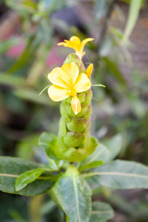 Hop Headed Barleria flower in garden (Barleria lupulina Lindl)の写真素材