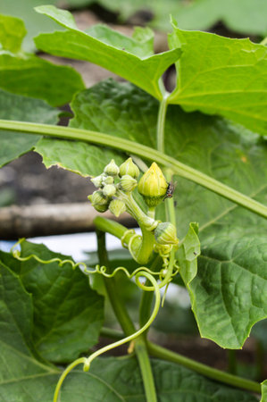 Sponge Gourd flower in garden (Luffa cylindrica)の写真素材