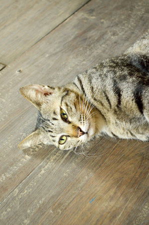 tabby cat on wooden floorの写真素材