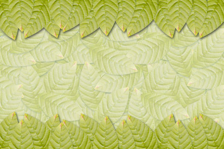 green leaves abstract background