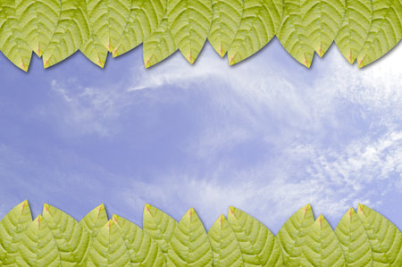 green leaves on blue skyの写真素材