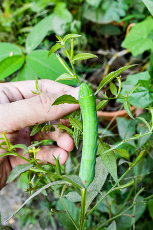 green worm in gardenの写真素材
