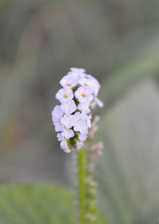 Alacransillo flower grass in garden (Heliotropium indicum L.)の写真素材