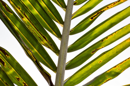 coconut leaves texture