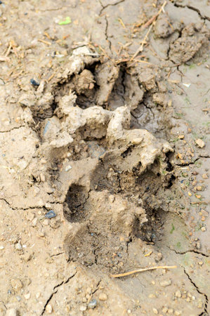 Dog footprint on the groundの写真素材