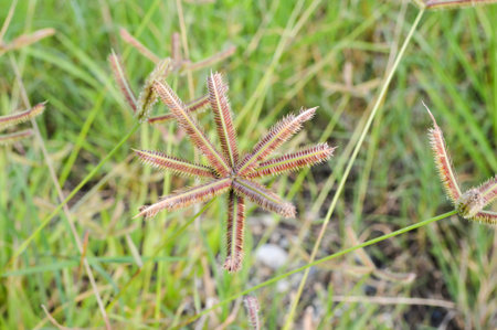 Beach wiregrass in gardenの写真素材