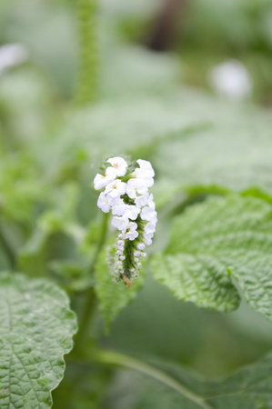 Alacransillo flower grass in garden (Heliotropium indicum L.)の写真素材
