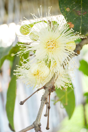 rose apple flower in gardenの写真素材