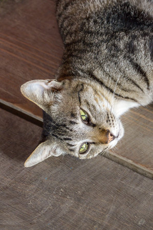 tabby cat on wooden floorの写真素材