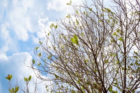jackfruit tree in garden (Artocarpus heterophyllus)の写真素材
