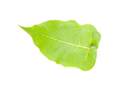green Sacred fig leaves on white backgroundの写真素材