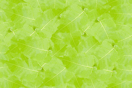 green leaves abstract backgroundの写真素材
