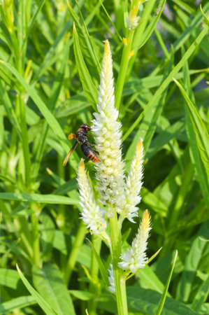 Wasp on Celosia flower in gardenの写真素材
