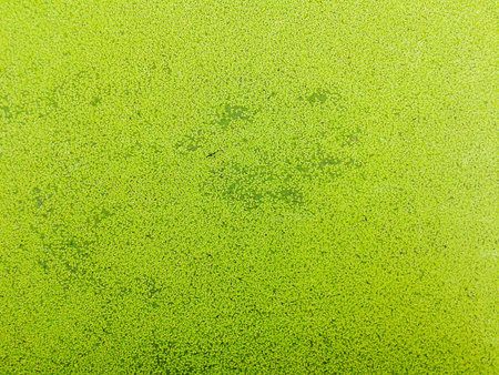 Green duckweed on fish pondの素材