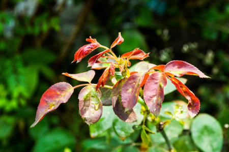 young rose leaves in gardenの写真素材