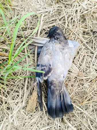 Dead Rock pigeon bird on the groundの素材