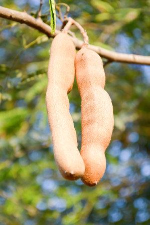 tamarind tree in garden (Tamarindus indica tree)の写真素材