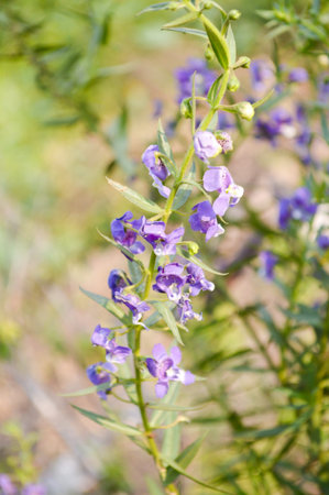 purple Forget me not flower in the gardenの写真素材