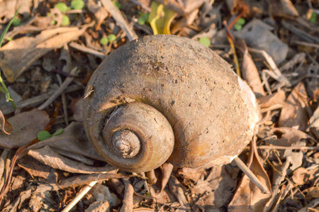Channeled applesnail on the ground (Pomacea canaliculata)の写真素材