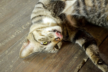 tabby cat on plank floor