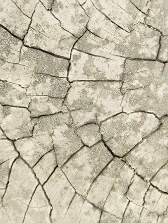 bark tree textureの素材